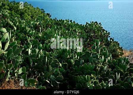 Un champ couvert de cactus vert, bleu clair voir en arrière-plan, au jour d'été ensoleillé. Banque D'Images