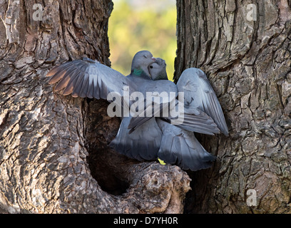 Stock paire de colombes, Columba oenas, affiche la pariade, tandis que perchés sur le trou de l'arbre. Au printemps. UK Banque D'Images