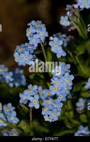 Petite fleur forget-me-not (Myosotis) on meadow Banque D'Images