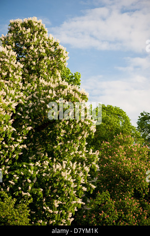 Grand arbre en fleurs Portrait on blue sky in garden Banque D'Images