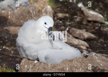 Albatros à sourcils noirs Thalassarche melanophrys ; Banque D'Images