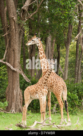 Deux Girafes Masai un jeune et plus un (Giraffa camelopardalis Tippelskirchi) Comité permanent par un arbre sur le Masai Mara, Afrique de l'Est Banque D'Images