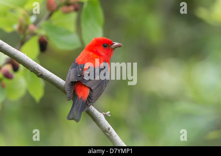 Homme Tangara écarlate (Piranga olivacea), île haute, Texas Banque D'Images