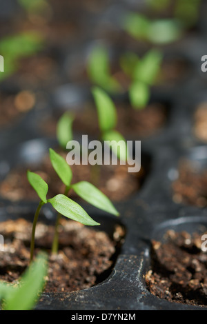 Les jeunes plants de poivrons dans des pots en plastique noir Banque D'Images