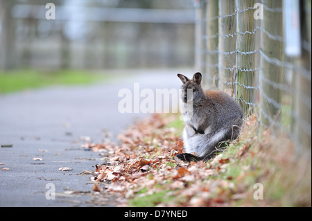 Bennett (Macropus rufogriseus Wallaby du fructica) Banque D'Images