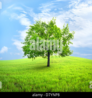 Arbre vert dans un domaine du ressort contre le ciel Banque D'Images