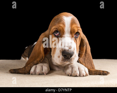 Basset Hound tricolore chiot couché à la triste Banque D'Images