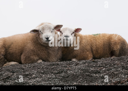 Deux animaux de ferme (moutons) lying on monticule de pierres côte à côte, ensemble, regardant attentivement, posant pour l'appareil photo - North Yorkshire, Angleterre, Royaume-Uni. Banque D'Images