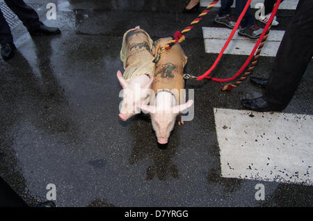 Cannes, France. Le 15 mai 2013. L'homme se promener avec deux cannes cochons tatoués sur une laisse le 15 mai 2013 à Cannes, France. Borzicchi Crédit : Natasha St-Pier editorial /Alamy Live News Banque D'Images