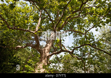 Arbre Banque D'Images