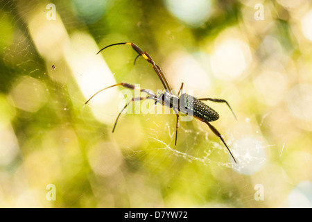 Orb weaver Golden silk (Nephila clavipes). Banque D'Images