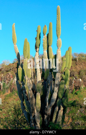 Cactus vert Îles Galápagos Banque D'Images