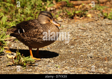 Un canard gris au repos. Banque D'Images