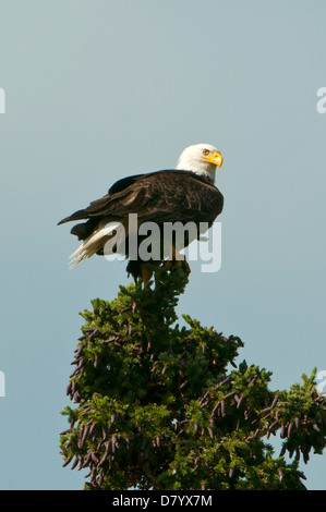 Pygargue à tête blanche Haliaeetus leucocephalus, blanc, col, Yukon, Canada Banque D'Images