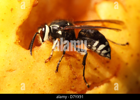 White-faced Hornet qui se nourrit d'une poire. Banque D'Images