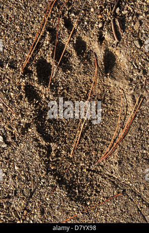 Un ours noir vertical piste en gravier dans la forêt nationale de Mendocino. Banque D'Images