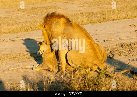 Les Lions à Sabi Sands, Mpumalanga, Afrique du Sud Banque D'Images