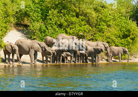 Les éléphants de boire à la rivière Chobe, Chobe National Park, Botswana Banque D'Images