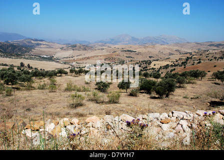 Champs de blé avec des montagnes à l'arrière, près d'Almogia, Costa del Sol, la province de Malaga, Andalousie, Espagne, Europe de l'Ouest. Banque D'Images