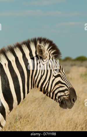 Le zèbre de Burchell dans Etosha National Park, Namibie Banque D'Images