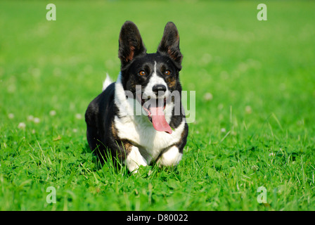 Welsh Corgi Cardigan Banque D'Images