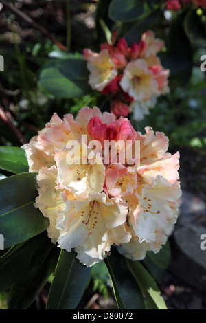 Rhododendron Alpen Rose dans un jardin boisé Banque D'Images