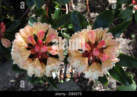 Rhododendron Alpen Rose dans un jardin boisé Banque D'Images