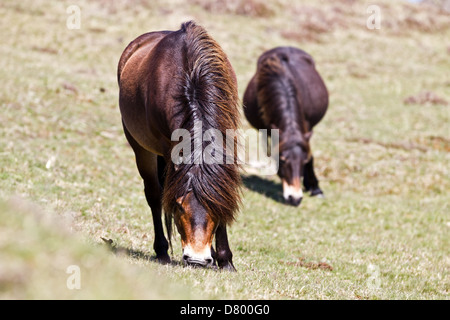 Exmoor-poneys Banque D'Images