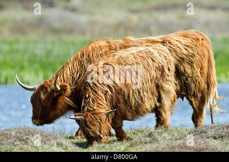 Highland cattles Banque D'Images