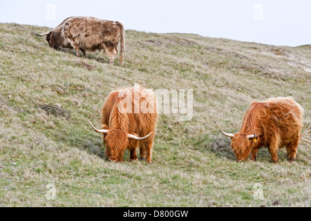 Highland cattles Banque D'Images