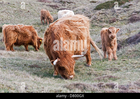 Highland cattles Banque D'Images