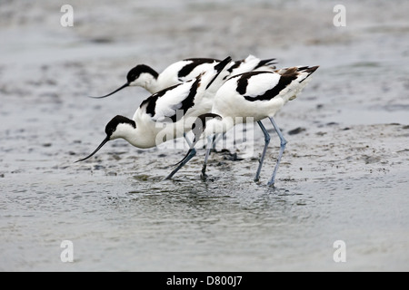 Avocette élégante Banque D'Images