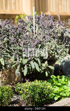 Mauve en pot et tricolor sauge (Salvia officinalis) croissant dans un endroit ensoleillé dans un jardin. L'année 2013. Banque D'Images