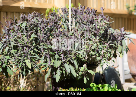 Mauve en pot et tricolor sauge (Salvia officinalis) croissant dans un endroit ensoleillé dans un jardin. L'année 2013. Banque D'Images