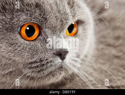 Chat British Shorthair bleu, portrait Banque D'Images