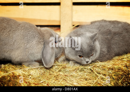 British shorthair chat et lapin lop sur fenil Banque D'Images