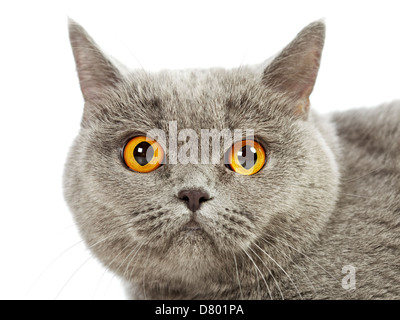 Chat British Shorthair bleu, portrait Banque D'Images