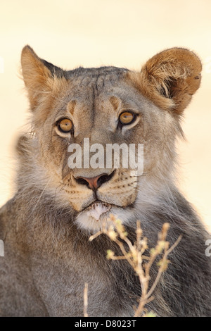 Un lion mâle photographié dans le Kgalagadi Transfrontier National Park, Afrique du Sud. Banque D'Images