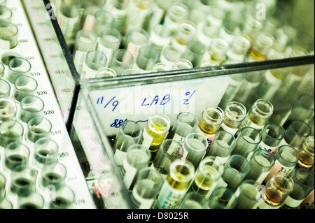Les flacons sont préparés pour des échantillons de sang. Banque D'Images