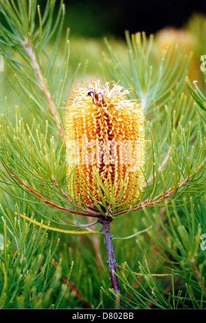 Banksia Banksia Spinulosa, épingle Banque D'Images