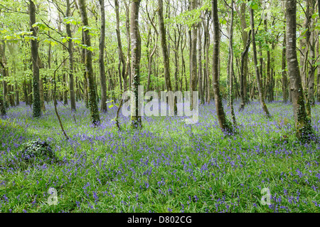 Au printemps bois Bluebell Tehidy Pays Angleterre Cornwall Park Banque D'Images