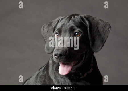 Close up of dog's face haletants Banque D'Images