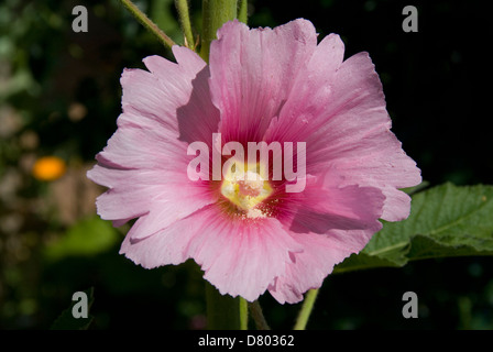 Rose Trémière Althaea rosea, Australian Banque D'Images