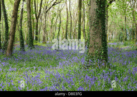 Au printemps bois Bluebell Tehidy Pays Angleterre Cornwall Park Banque D'Images