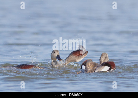 Le Canard chipeau (Anas strepera) combats drakes Banque D'Images