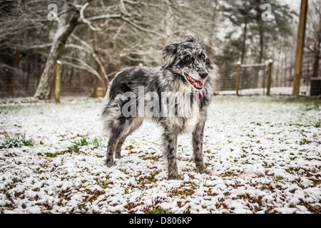 Un berger australien Bleu Merle dans la neige. Banque D'Images