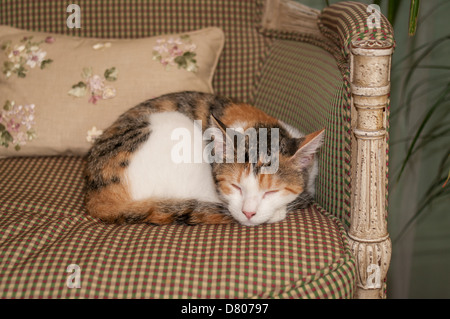 Un chat dort sur une chaise. Banque D'Images