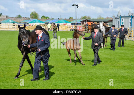 Lisburn, Irlande du Nord. Le 15 mai 2013. Quatre éleveurs montrent leurs chevaux au Balmoral Show Crédit : Stephen Barnes/Alamy Live News Banque D'Images