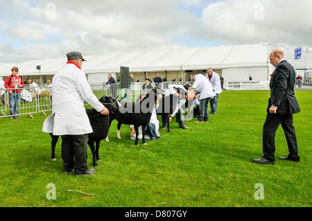 Lisburn, Irlande du Nord. Le 15 mai 2013. Un juge examine les nouveaux venus dans le Balwen catégorie race.Crédit : Stephen Barnes/Alamy Live News Banque D'Images