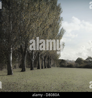 Les arbres qui poussent dans la ligne in rural field Banque D'Images